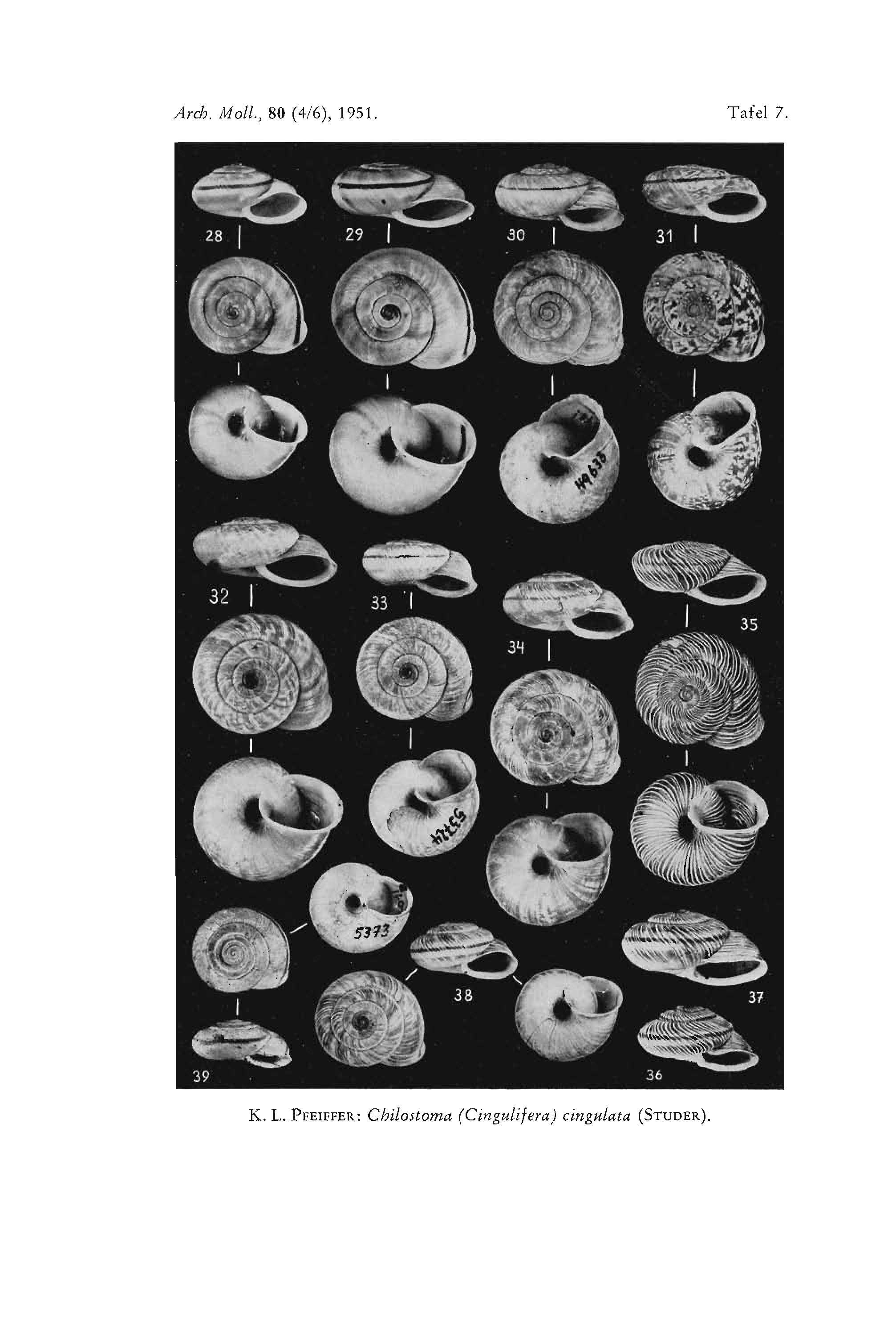 Tentativi di identificazione di uno sprovveduto: Chilostoma?